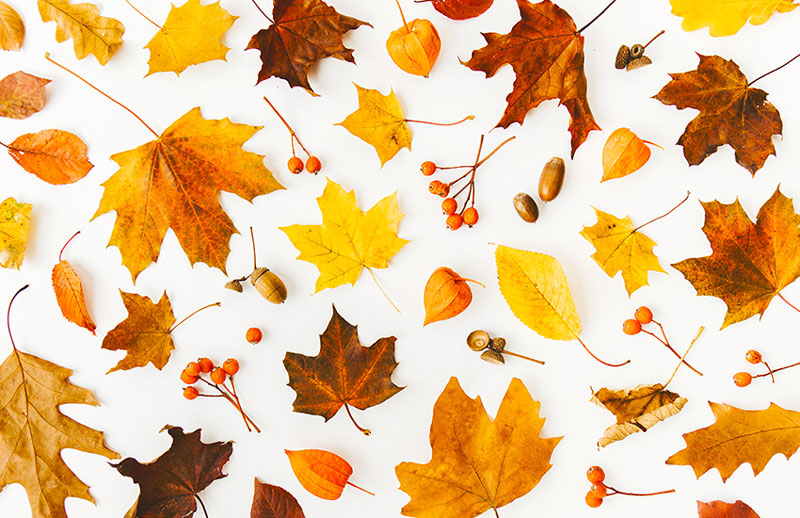 Arte con elementos de naturaleza